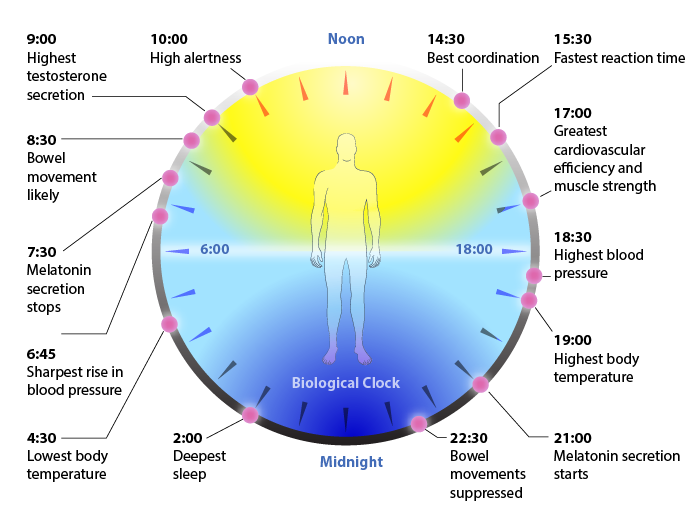body clock